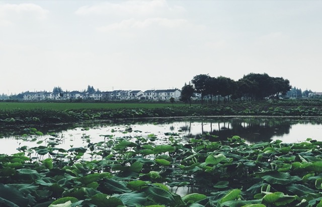 荷花与村庄空间