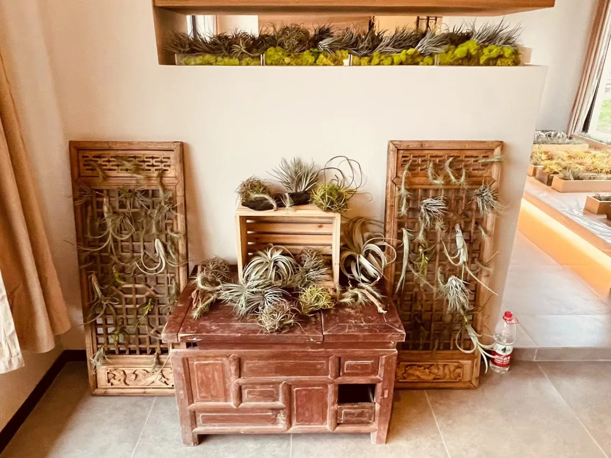 由绿植与旧物组成的室内空间