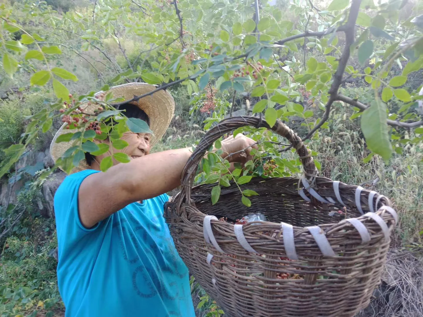 村民在山间采摘花椒